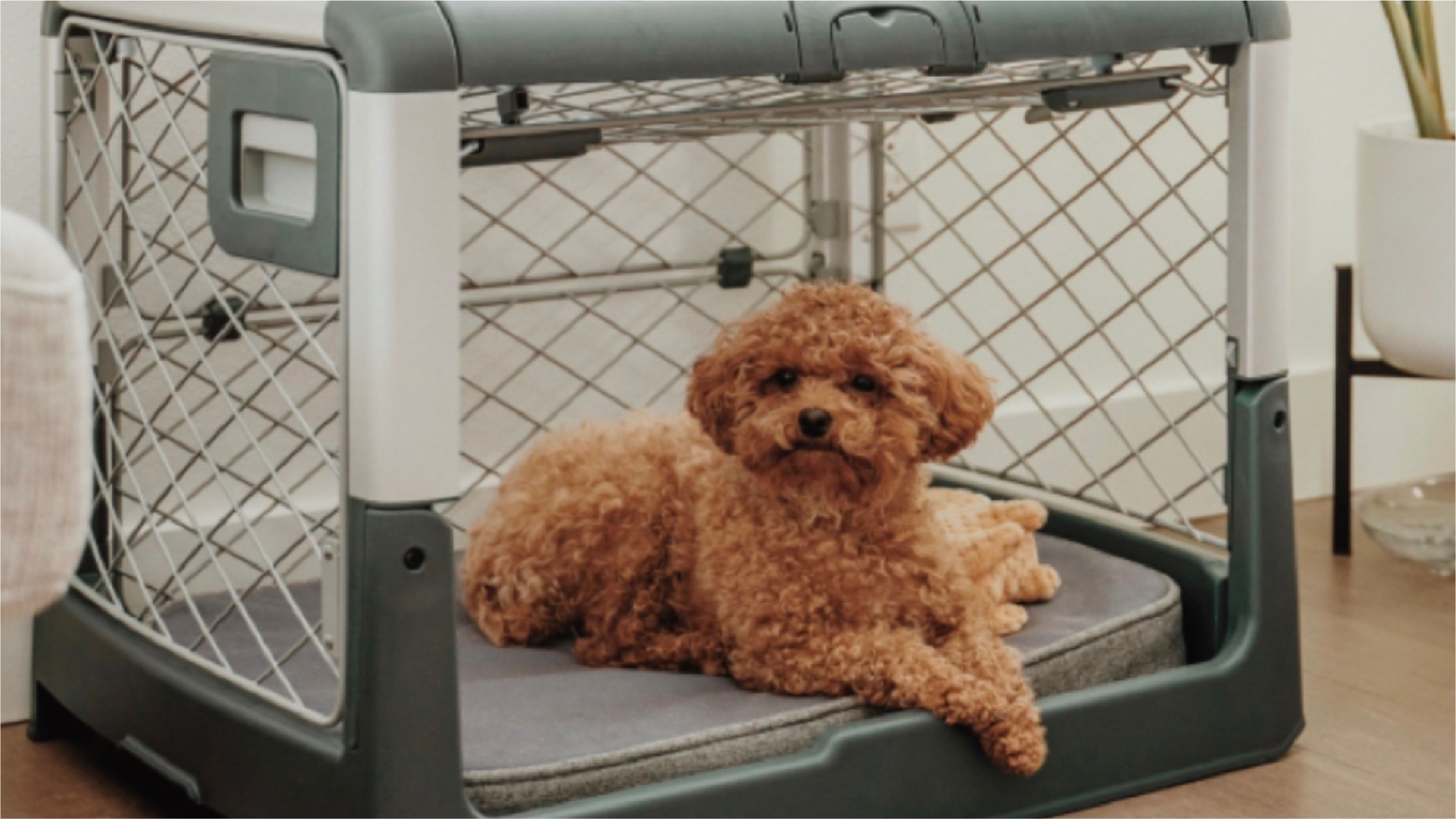 5 Do’s and Don'ts of Crate Training