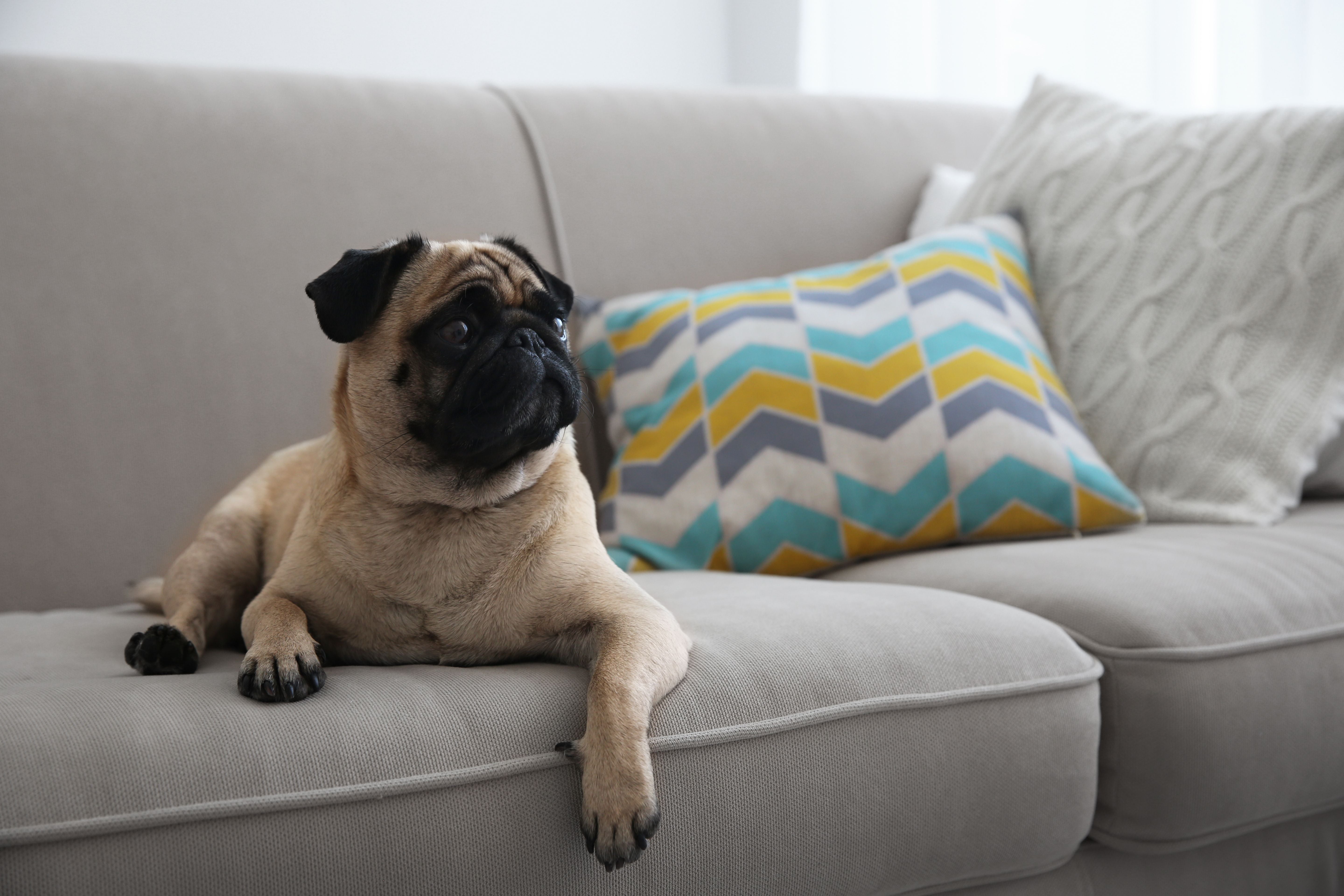 Dog House Rules: Top 10 Tips for Your Pet