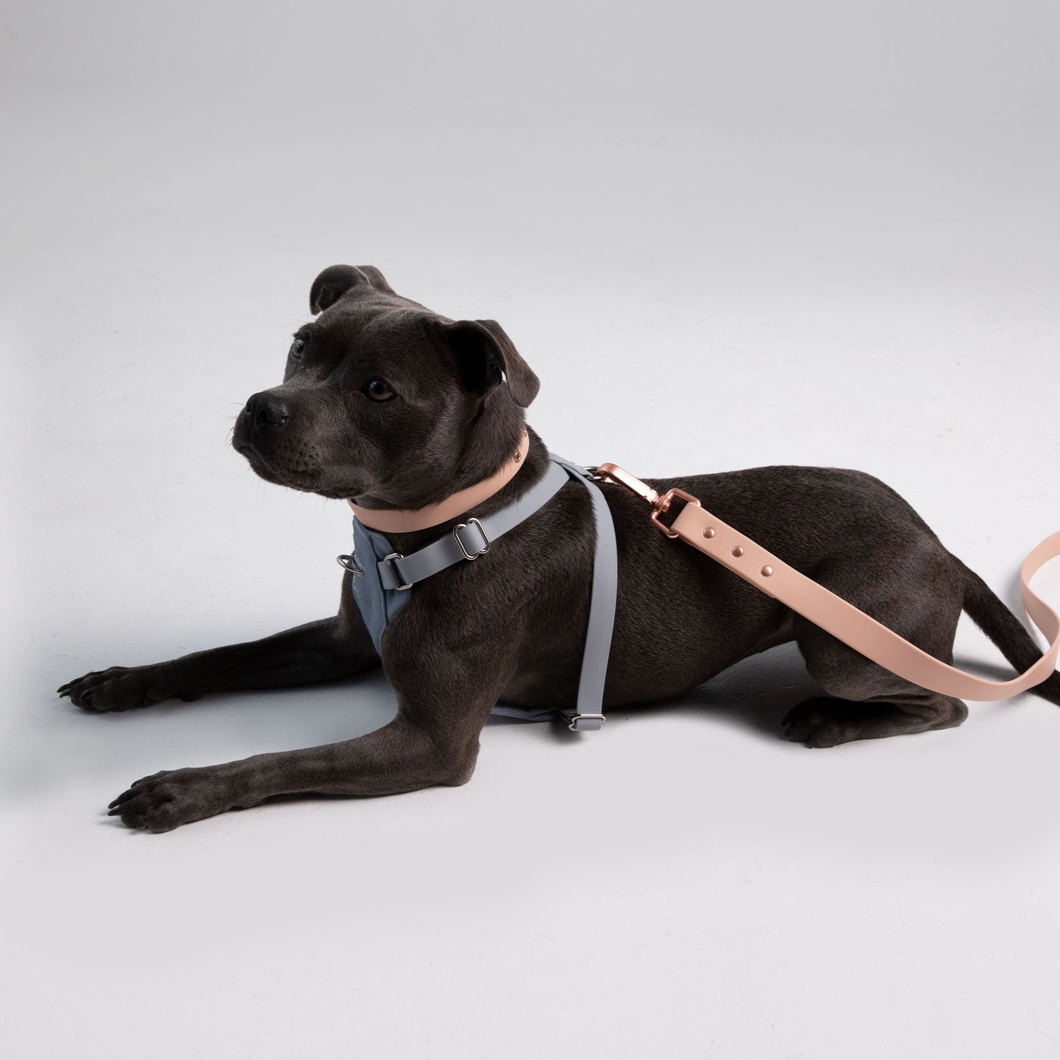 Leash Training: Tips for Training at any Age