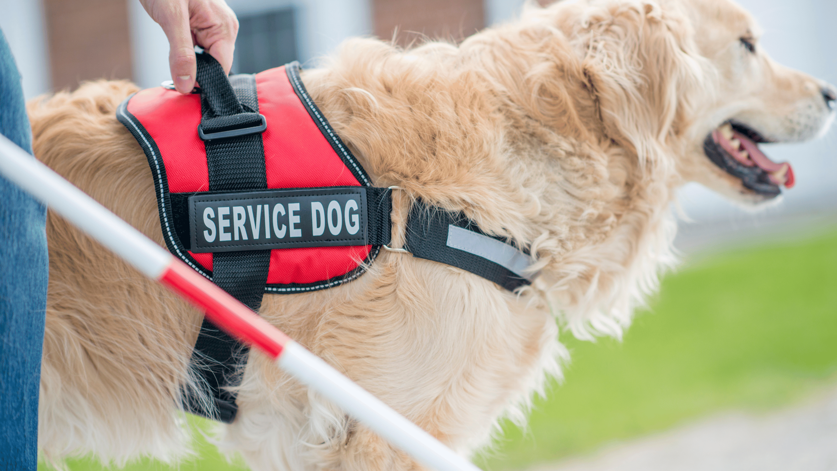 Service Dog vs. Emotional Support Dog: A Helpful Guide