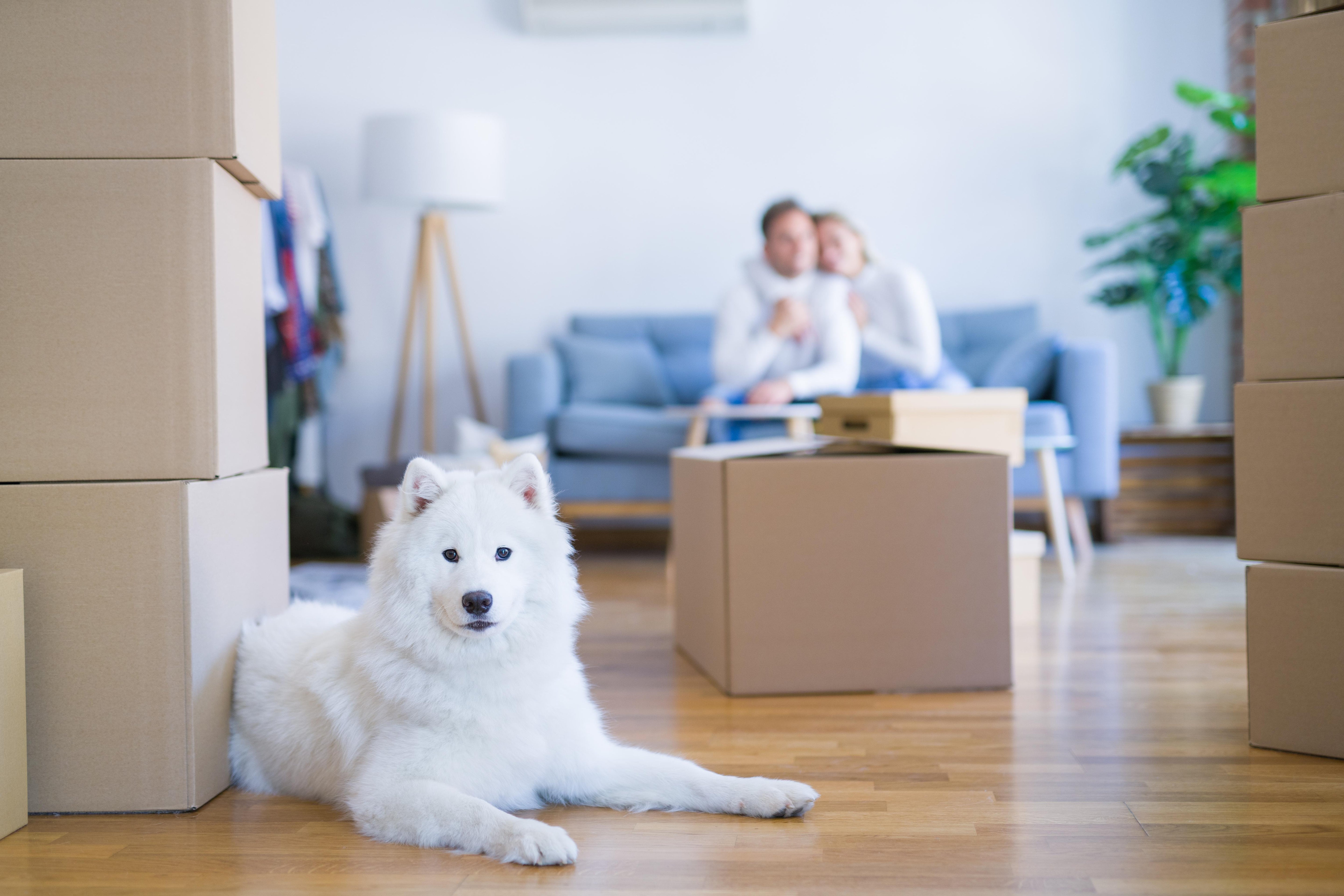 Moving With a Dog: Tips To Keep Them Calm