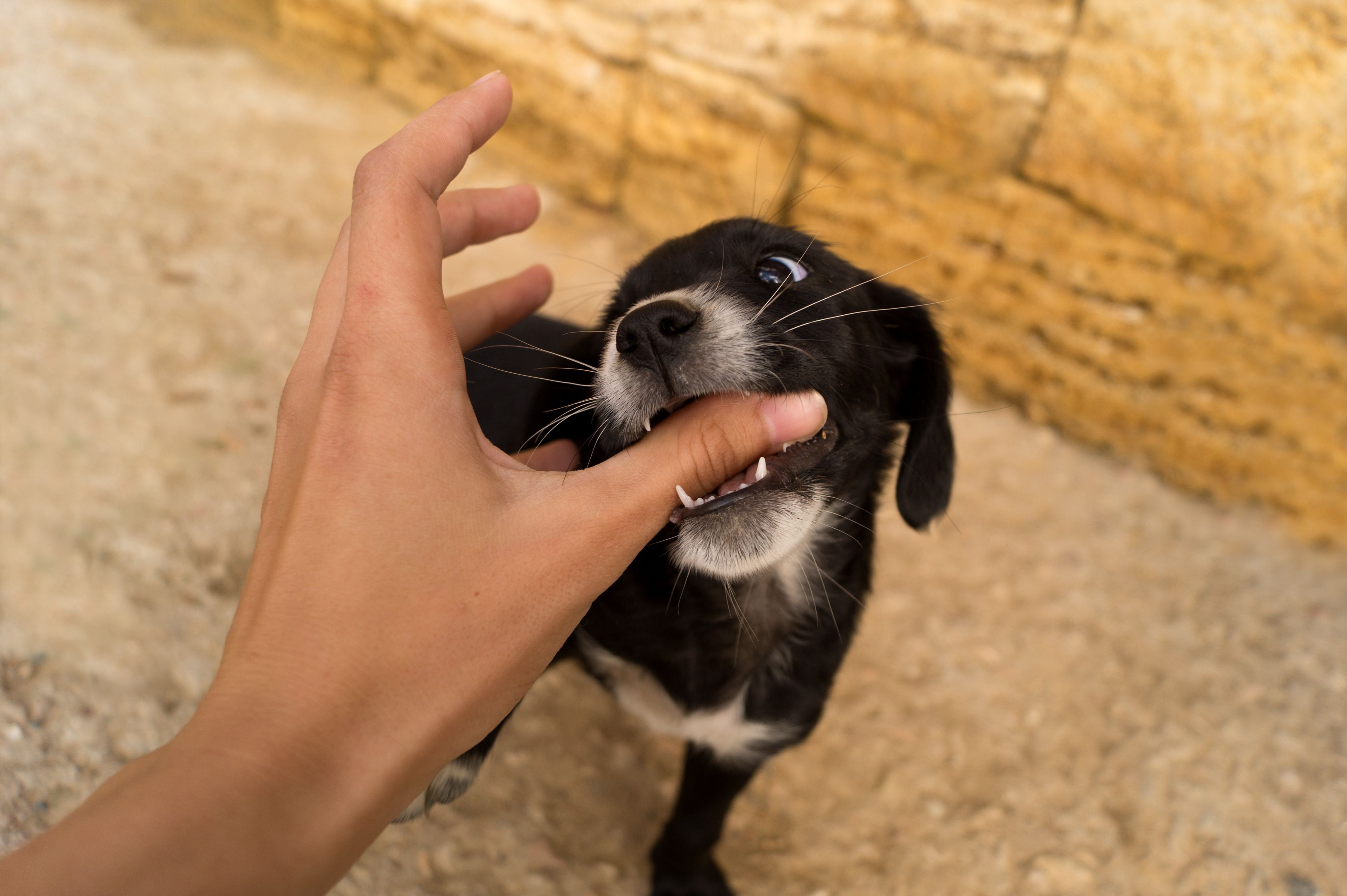 Puppy Aggressive Play: How To Curb Aggressiveness
