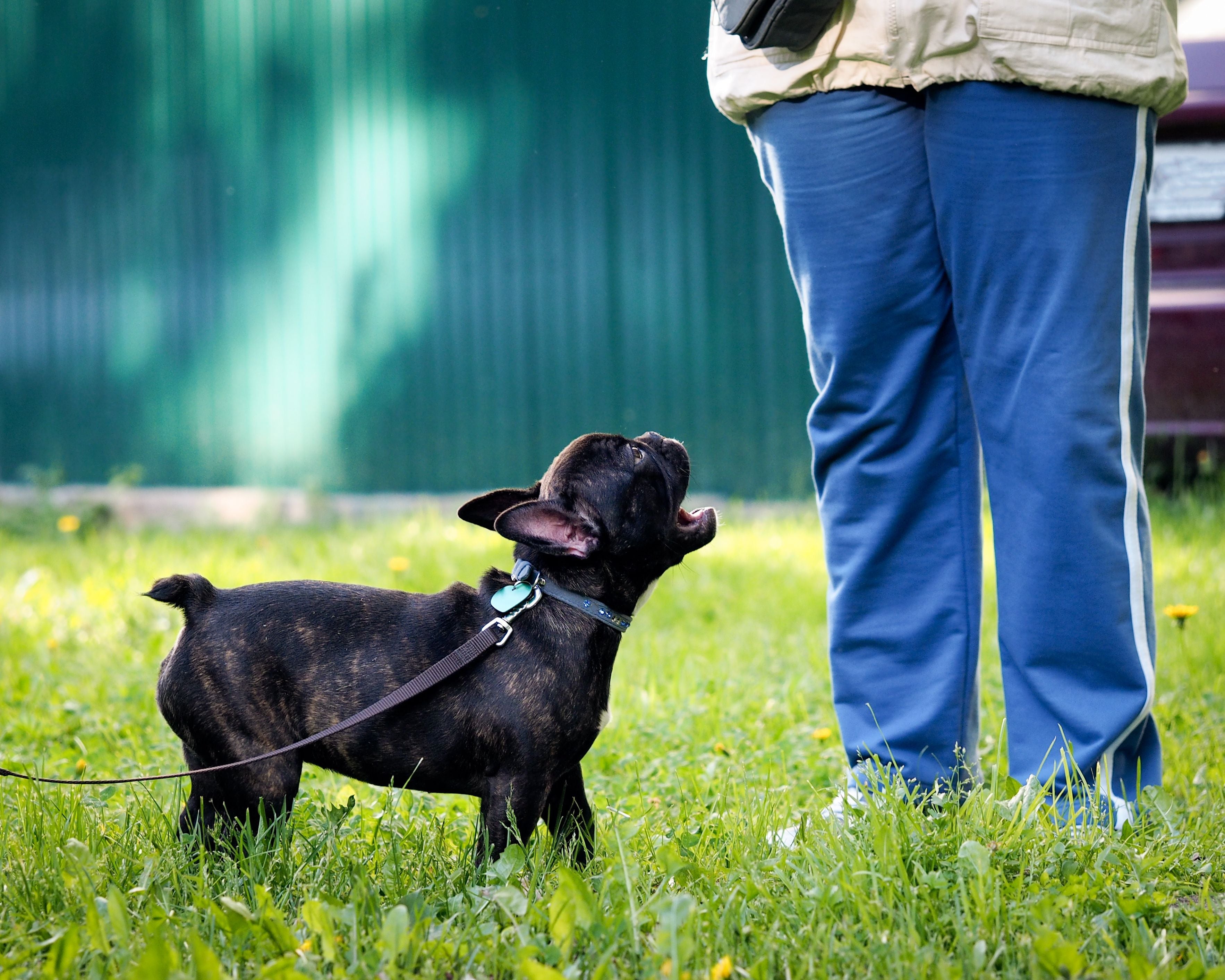 How To Stop Dog Barking at Visitors: 6 Tips & Tricks