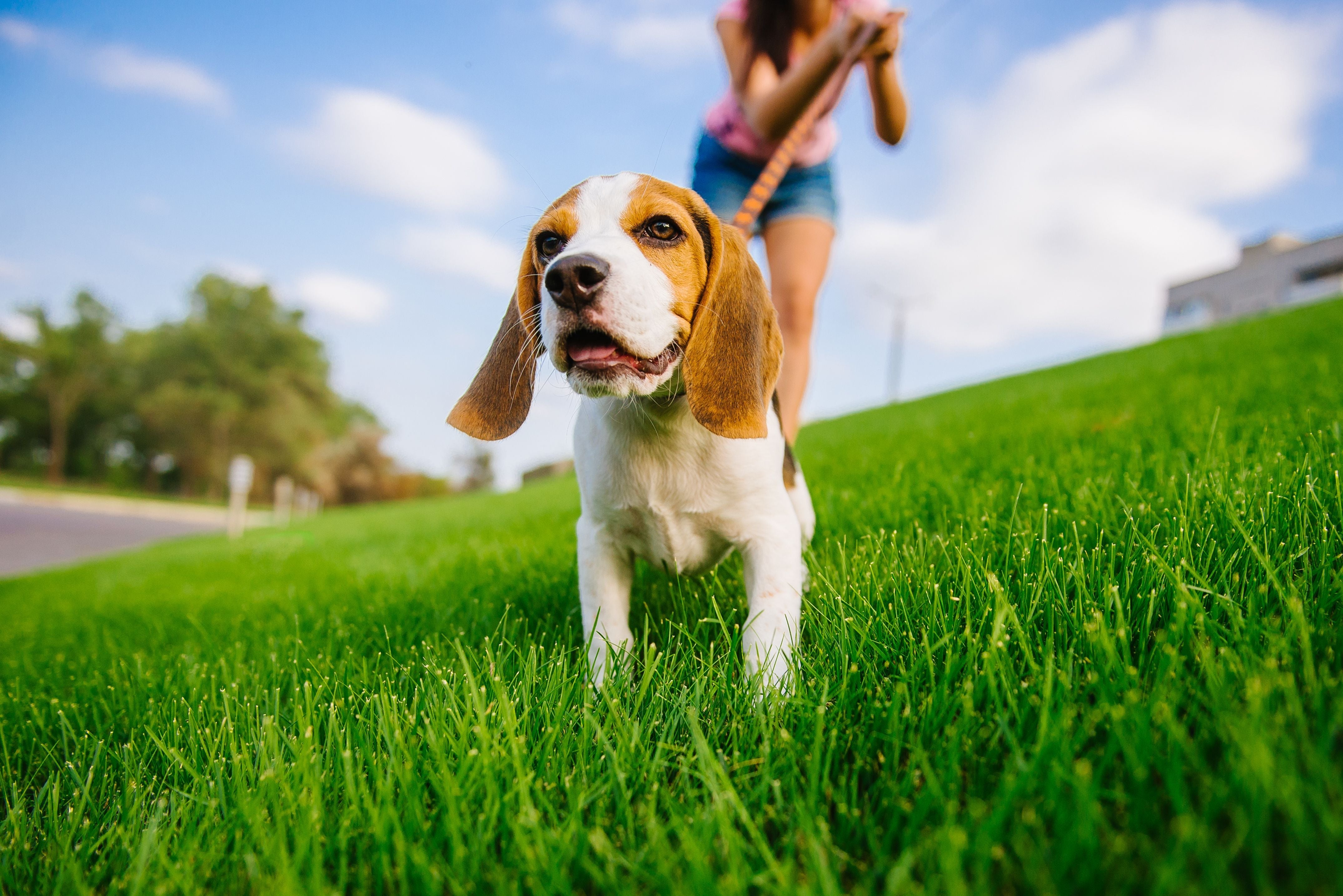 Loose Leash Walking: How To Train Your Dog to Walk Politely
