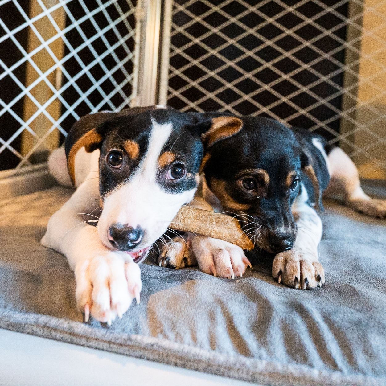 Behind the Scenes of a Rescue Mission with The Dogist