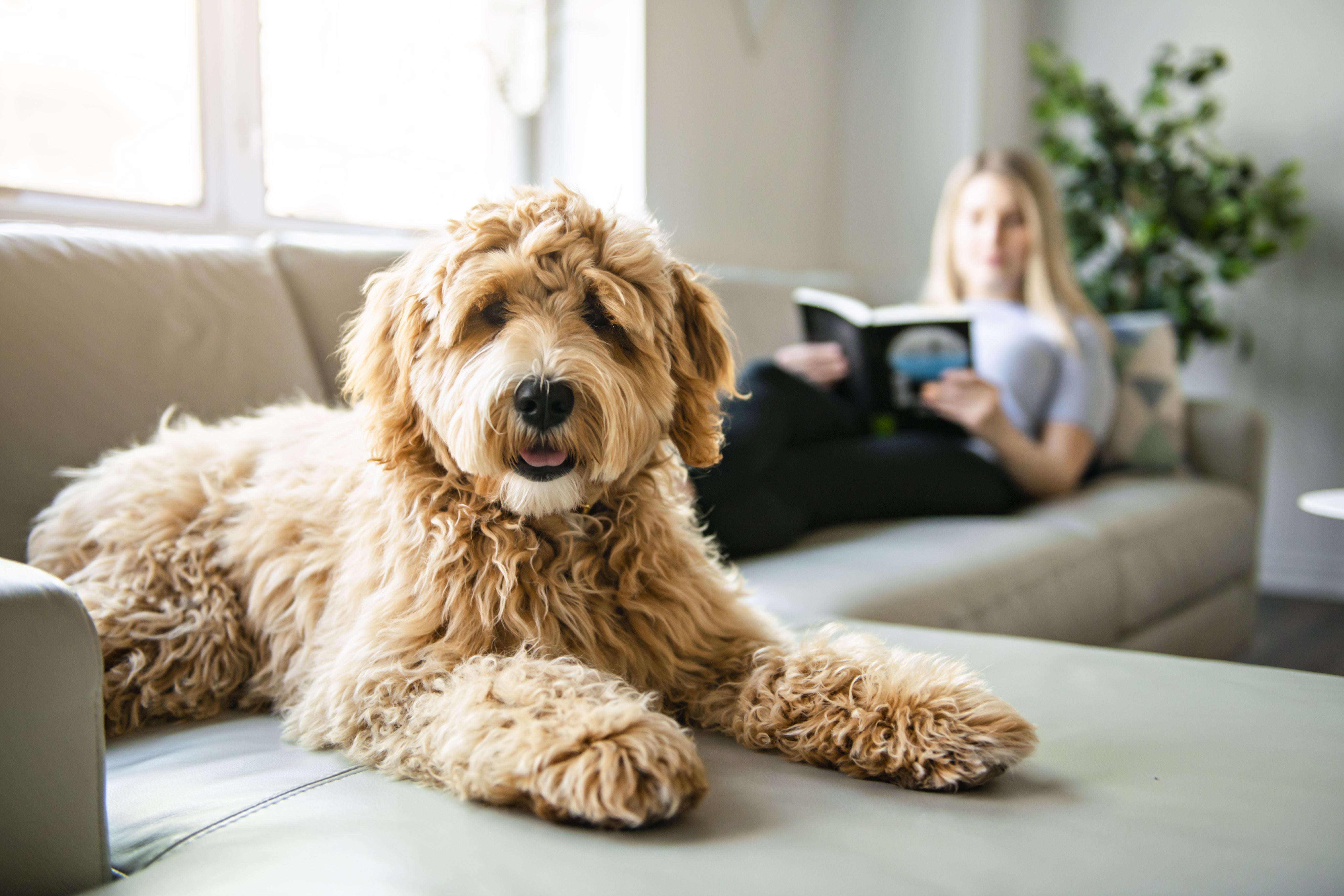 Dog New Year's Resolutions for Their Best Year Yet
