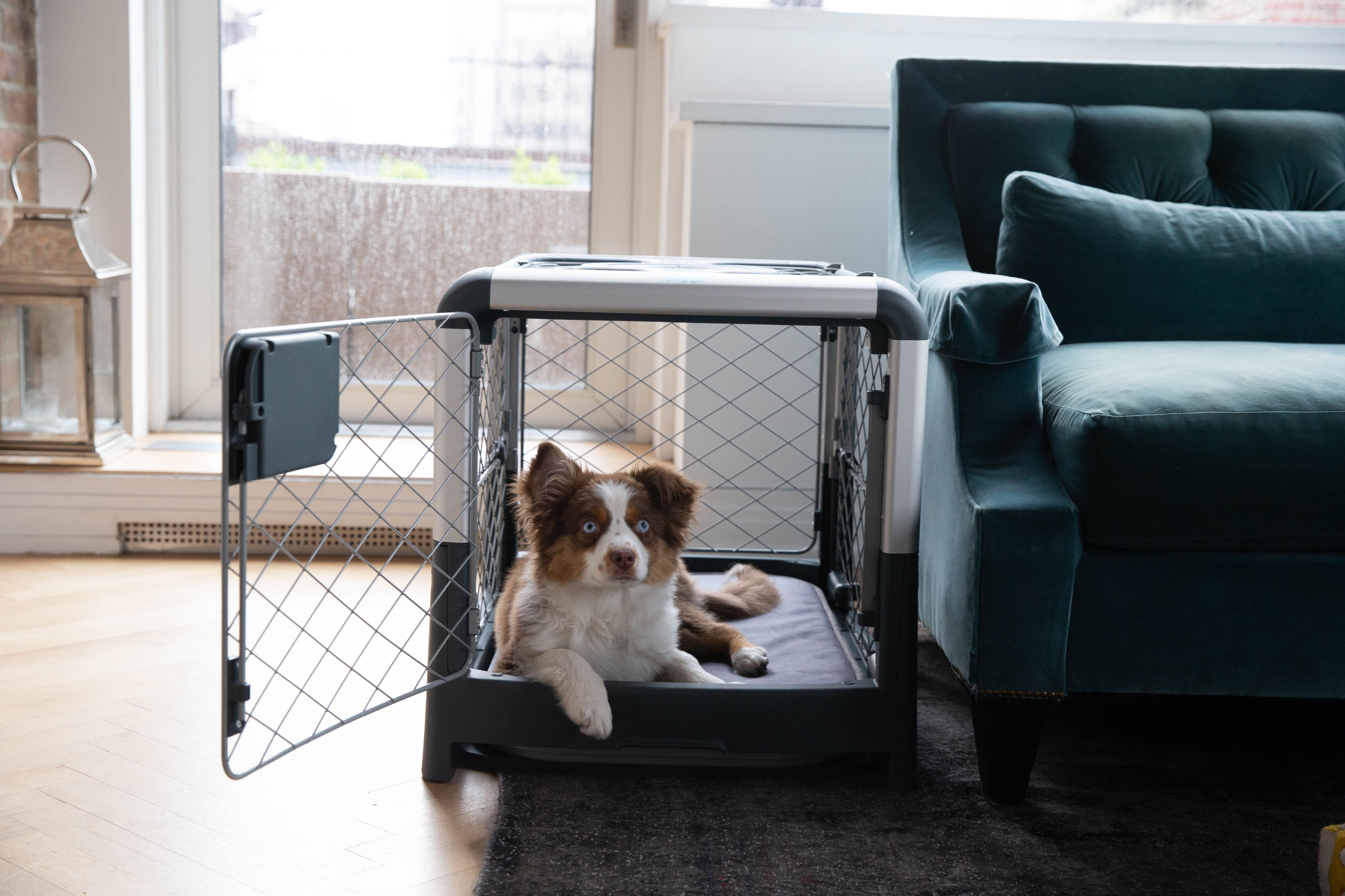 Dog Peeing in Crate: How to Break the Habit