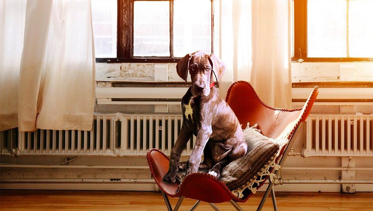 Pet parent guilt is Real: 5 ways to overcome it