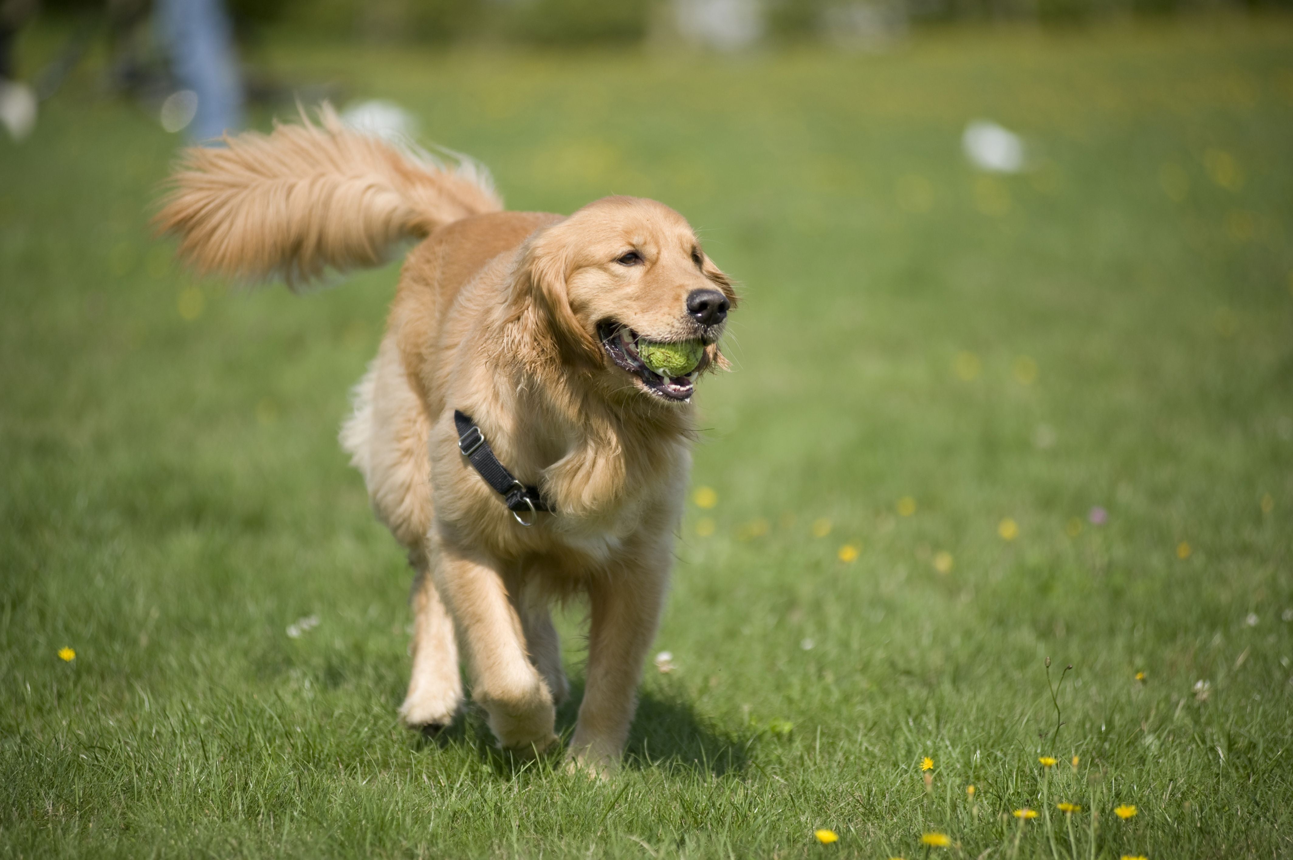 Dog Body Language: What They’re Trying To Tell You