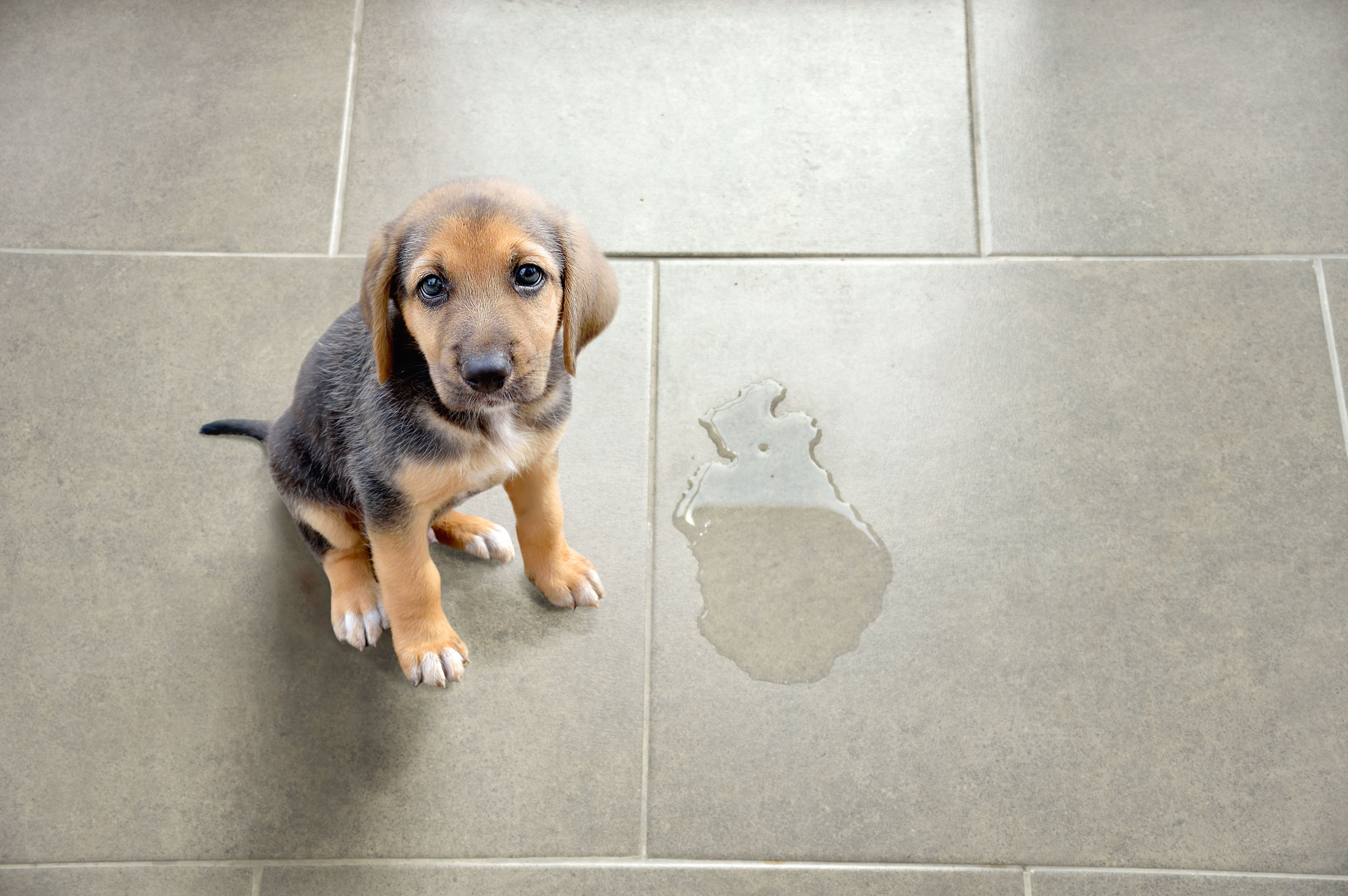 Dog Marking Territory: 6 Ways To Curb This Behavior