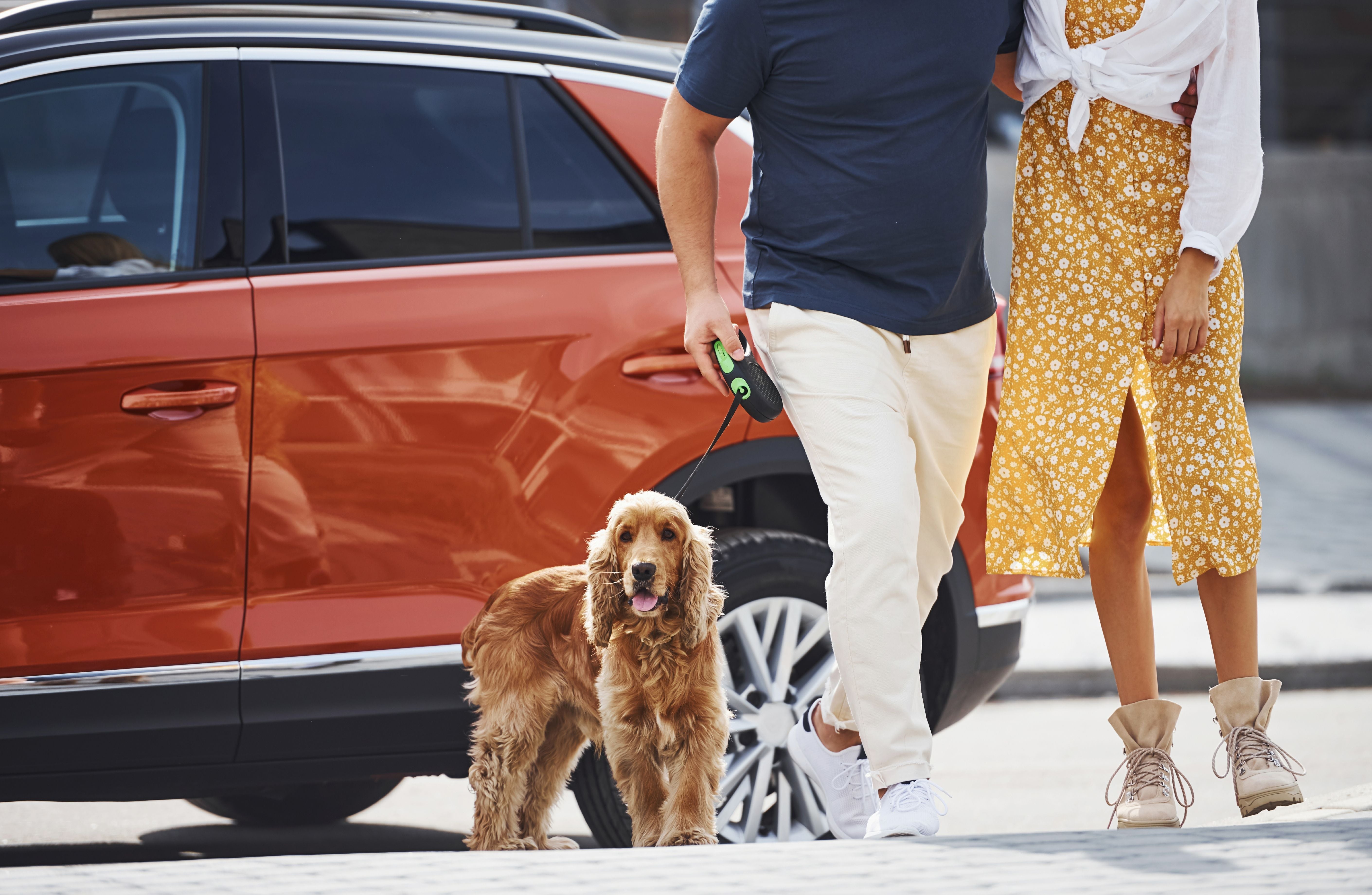 Dog Car Anxiety: How To Relieve Dog Stress