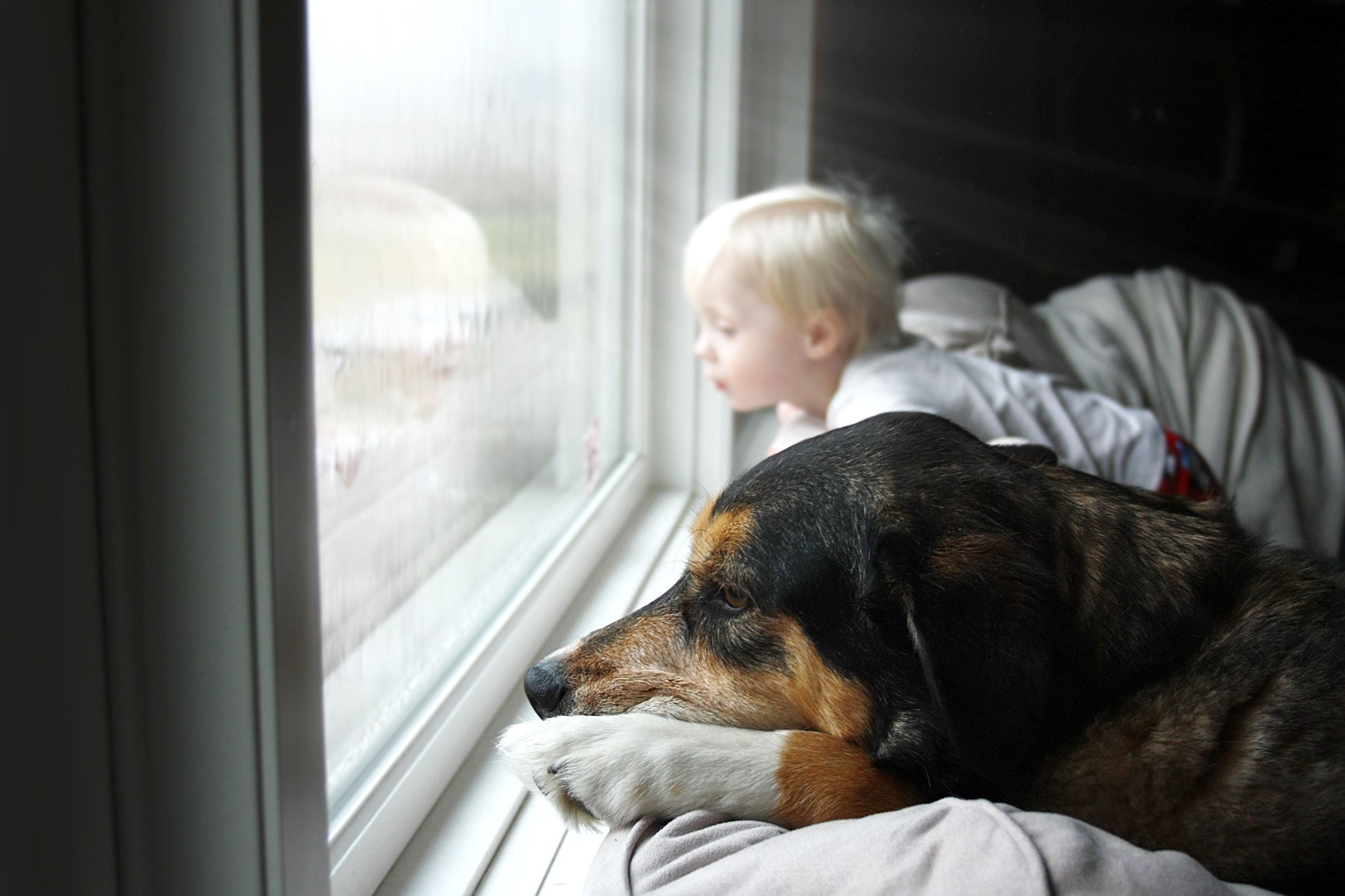 Storm Anxiety in Dogs: What You Can Do