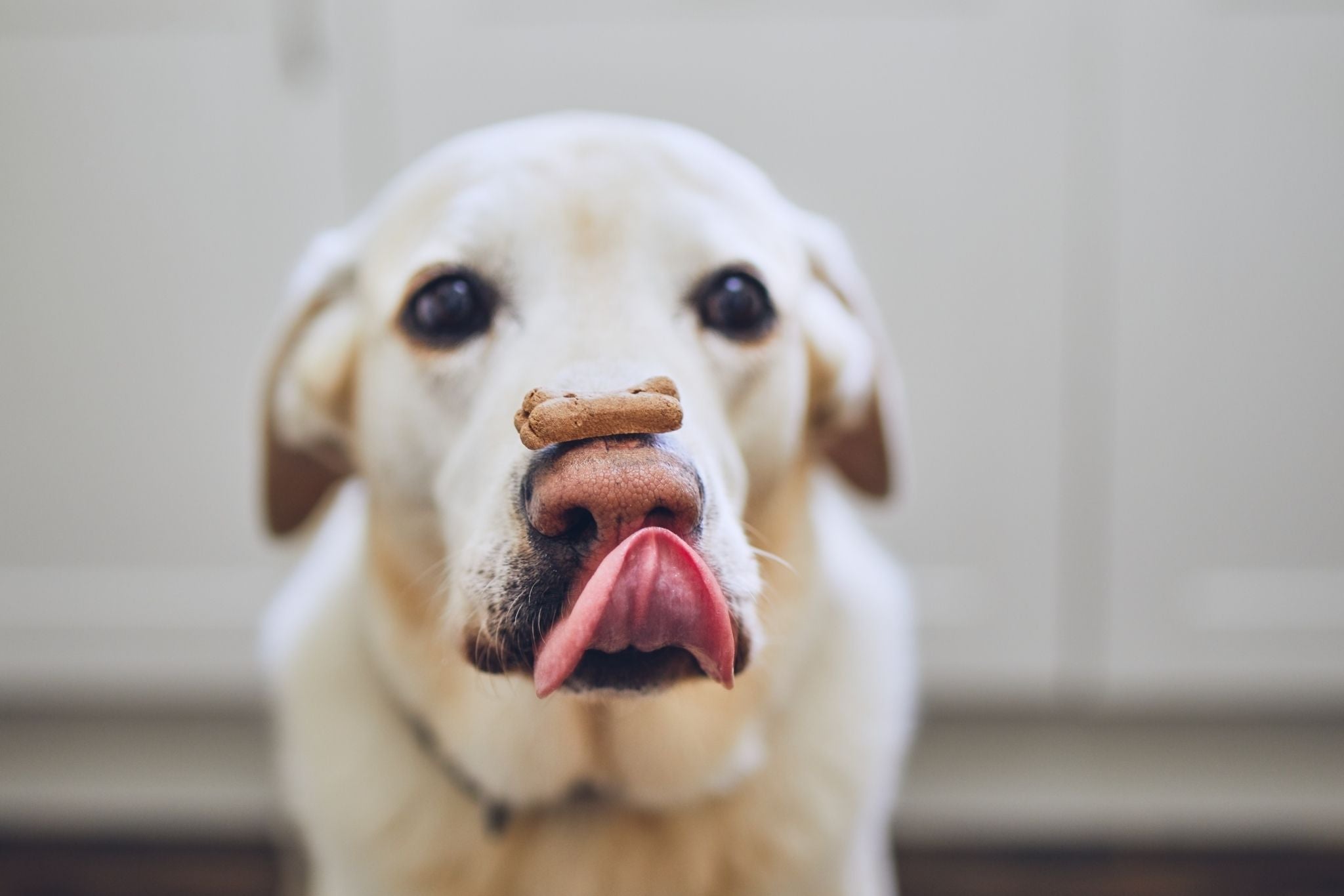 Training an Anxious Dog: A Step-by-Step Guide