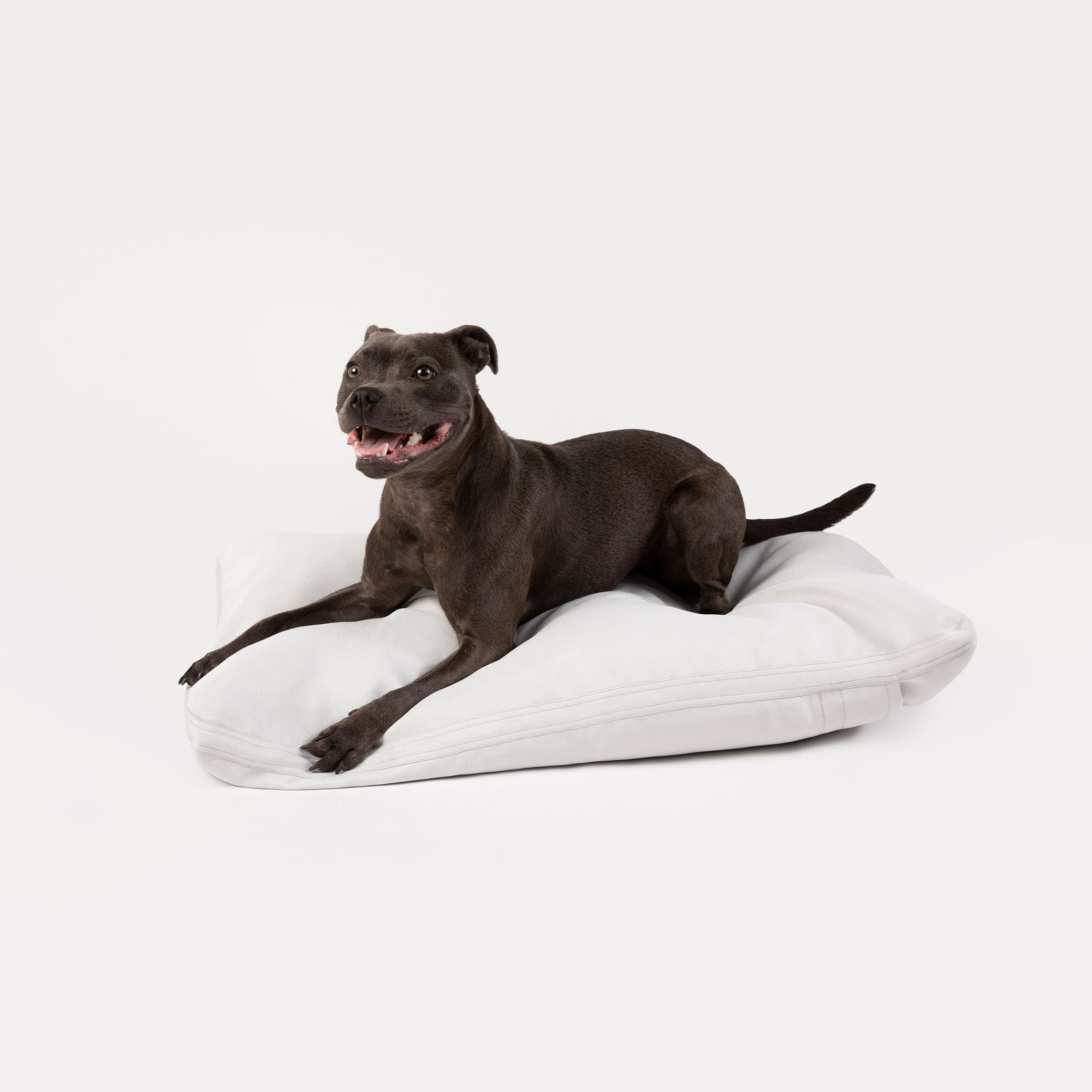 The Best Dog Beds for Comfort and Durability: A Comparison Guide