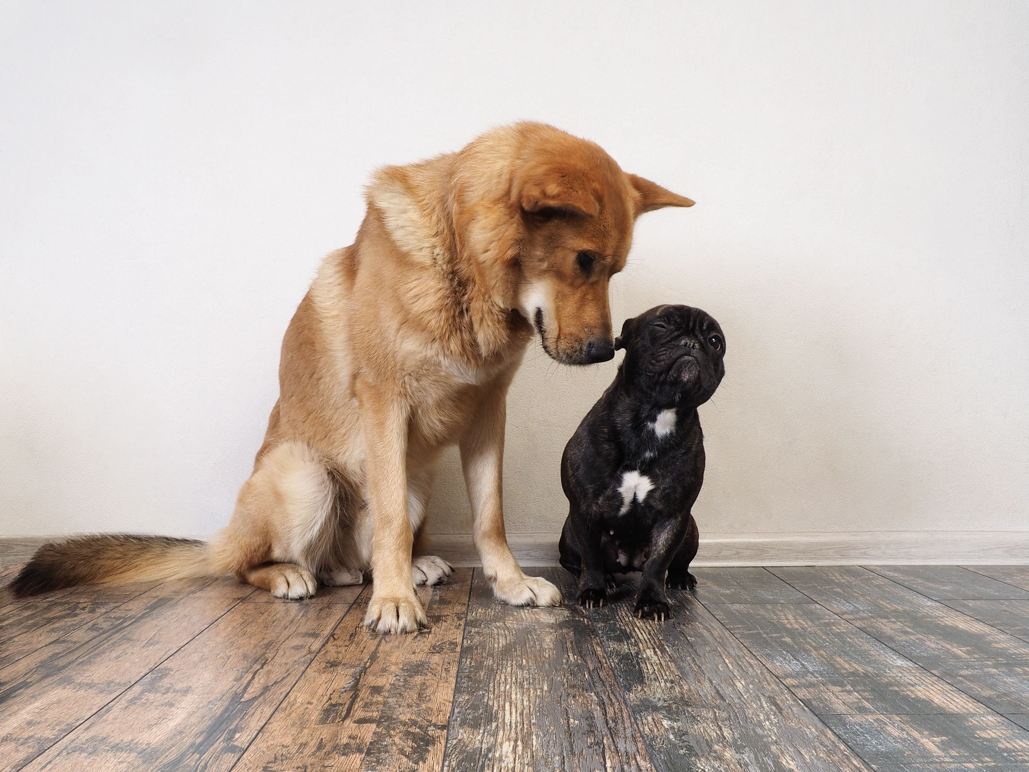 How To Introduce a New Dog to Your Dog: A Guide