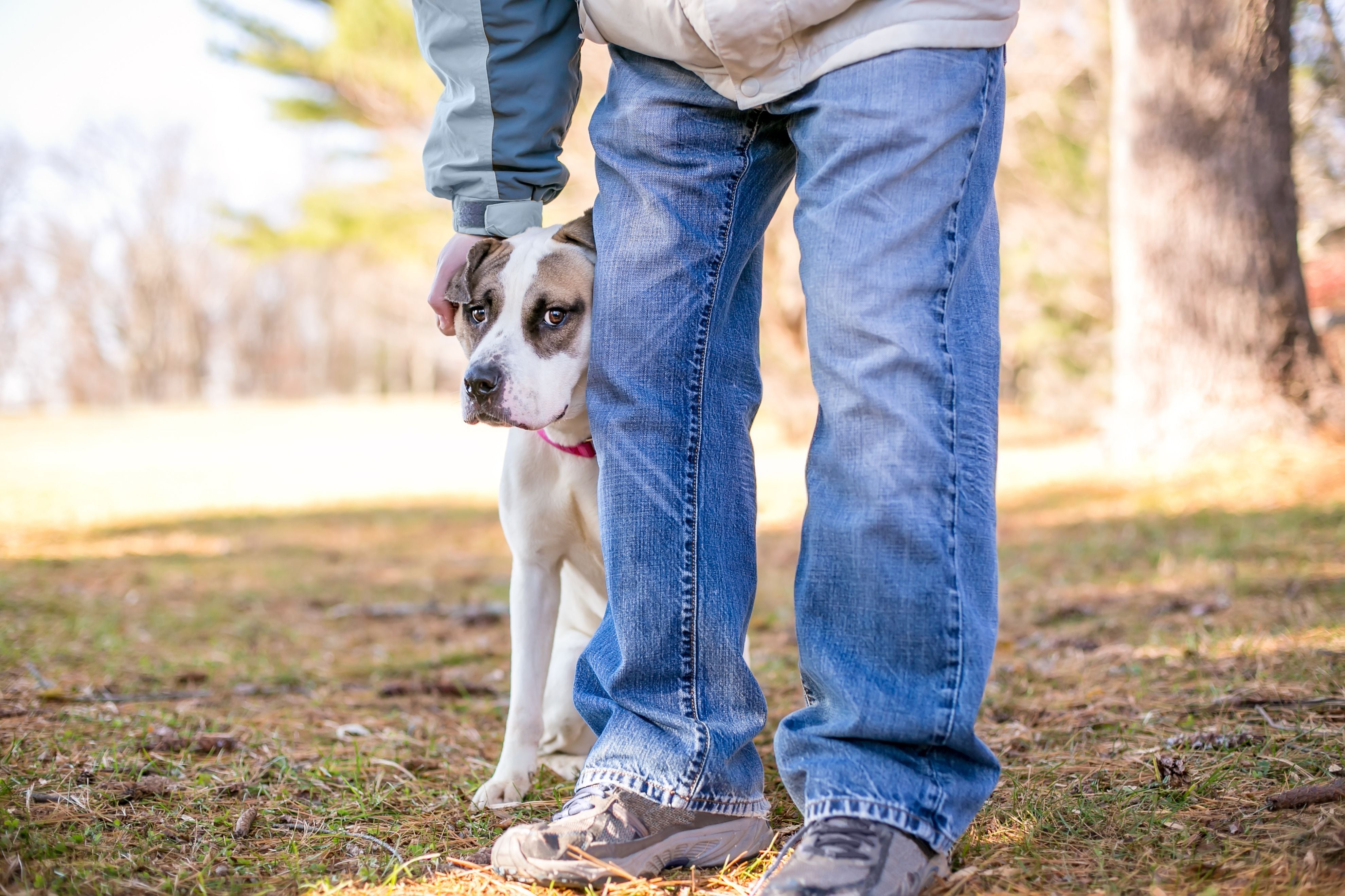 Puppy Fear Periods: How To Get Through Them