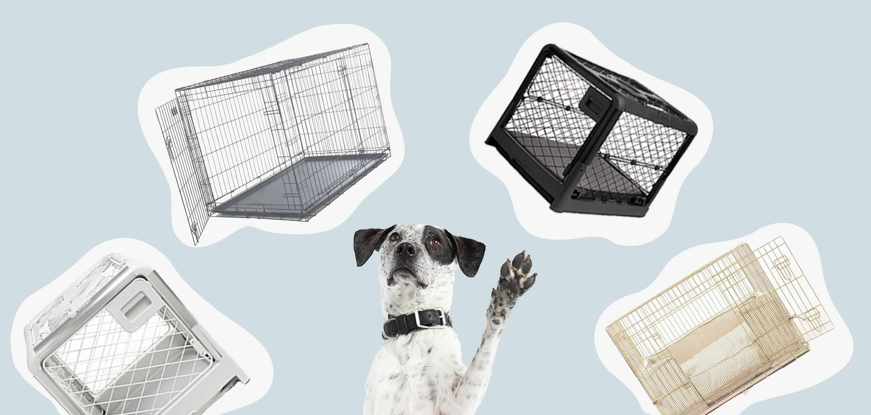 Dog Crates 101: How to pick the perfect crate for your pup