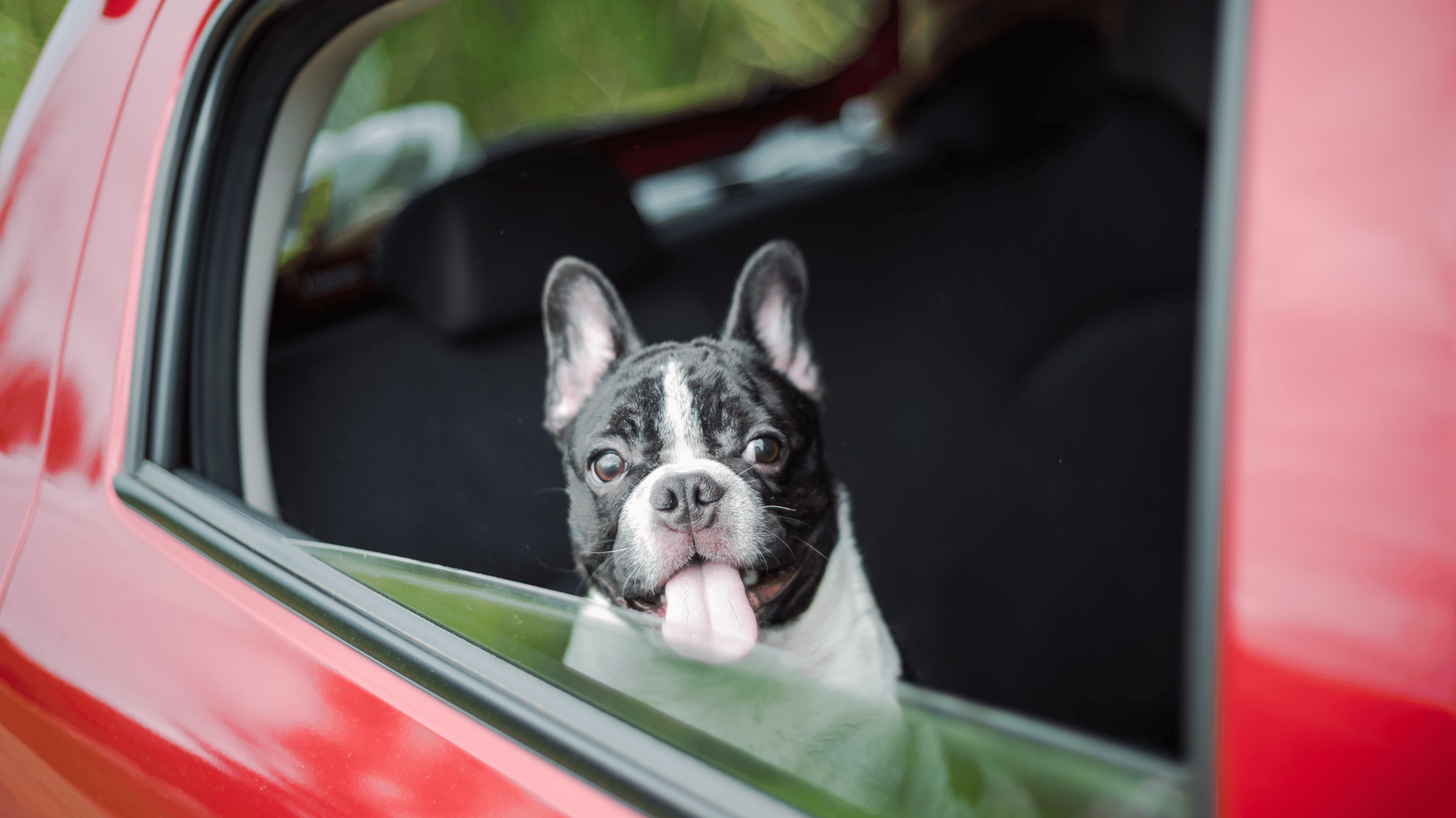 Calming Your Dog Down in the Car: A Road Trip Guide