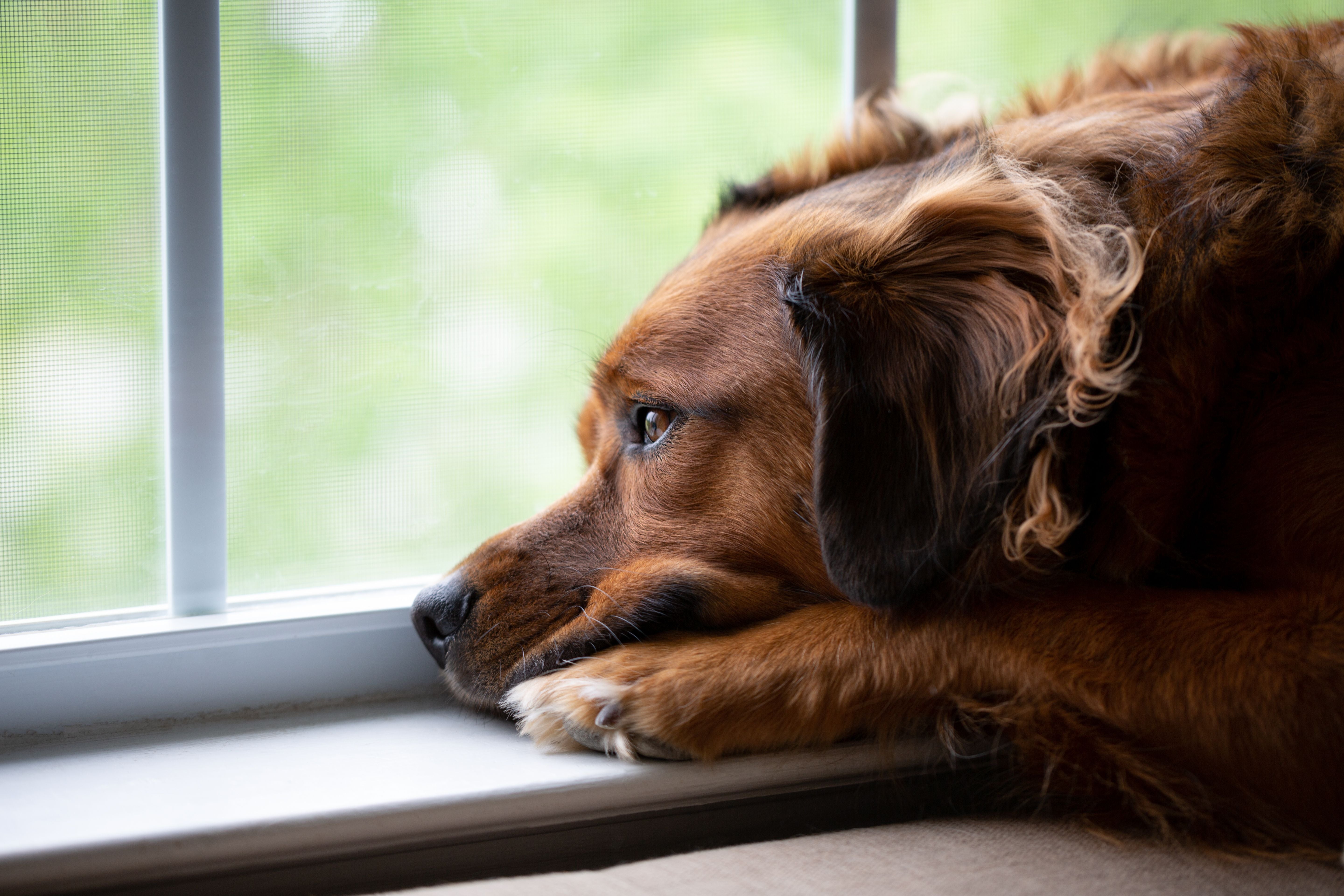 Stressed Out Dog: 10 Ways To Ease Their Stress