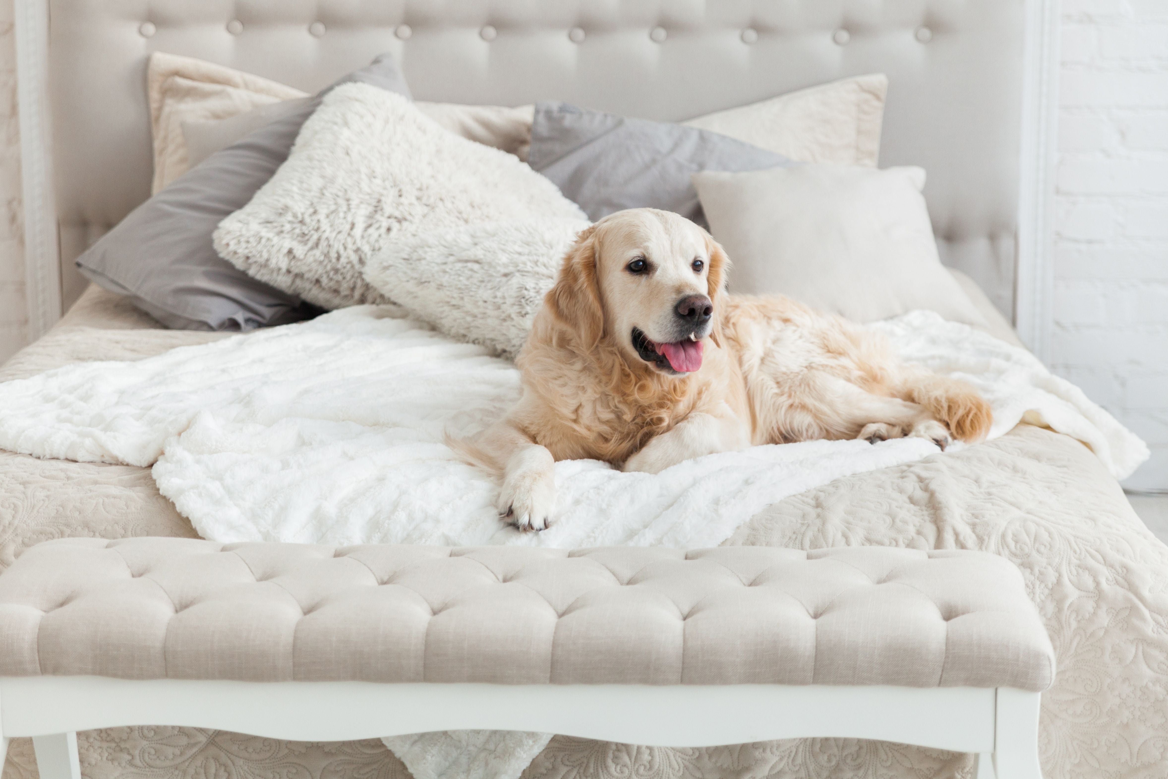 How To Keep Dog Off Your Bed: A Training Guide