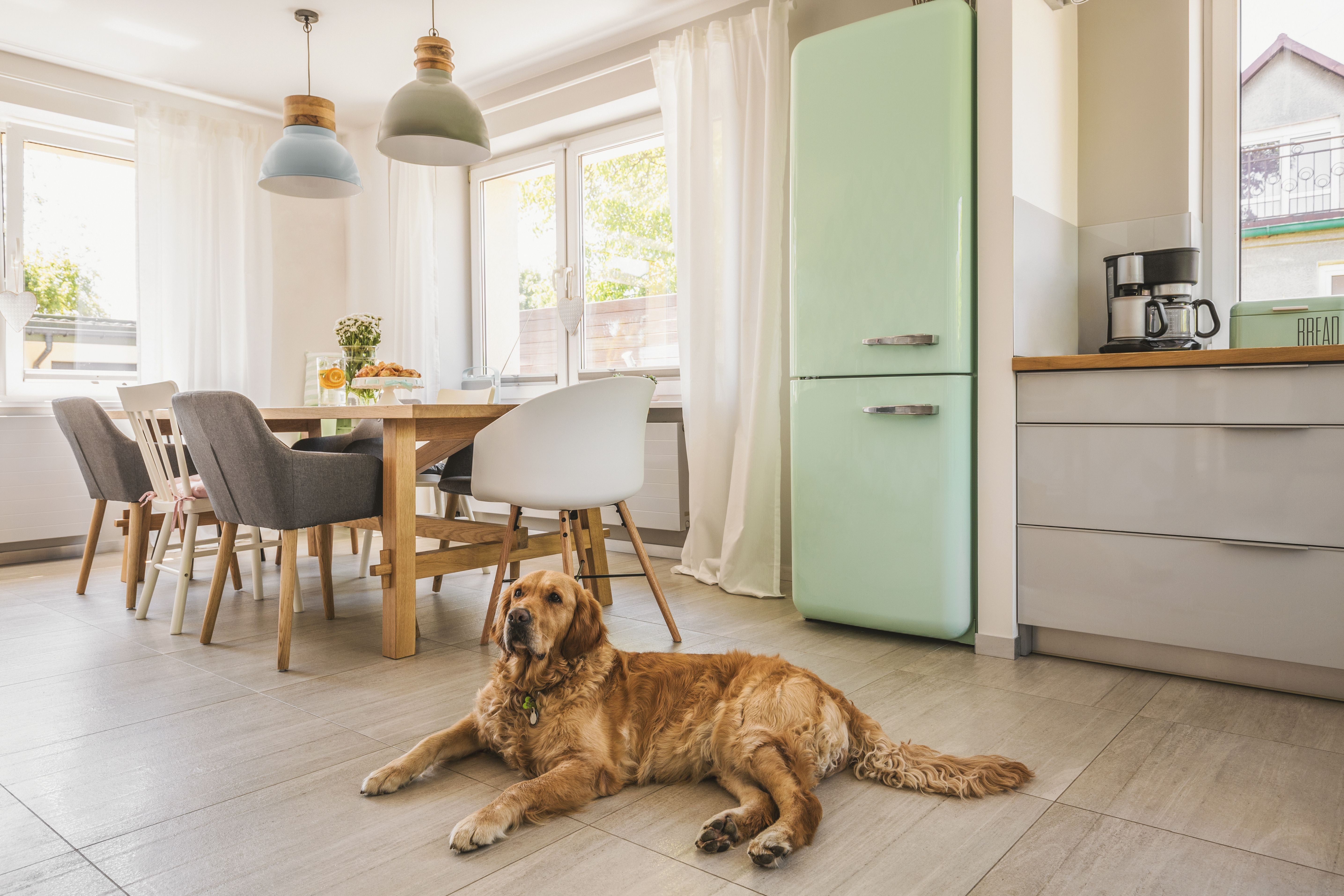 How To Puppy-Proof Your House: The Ultimate Guide