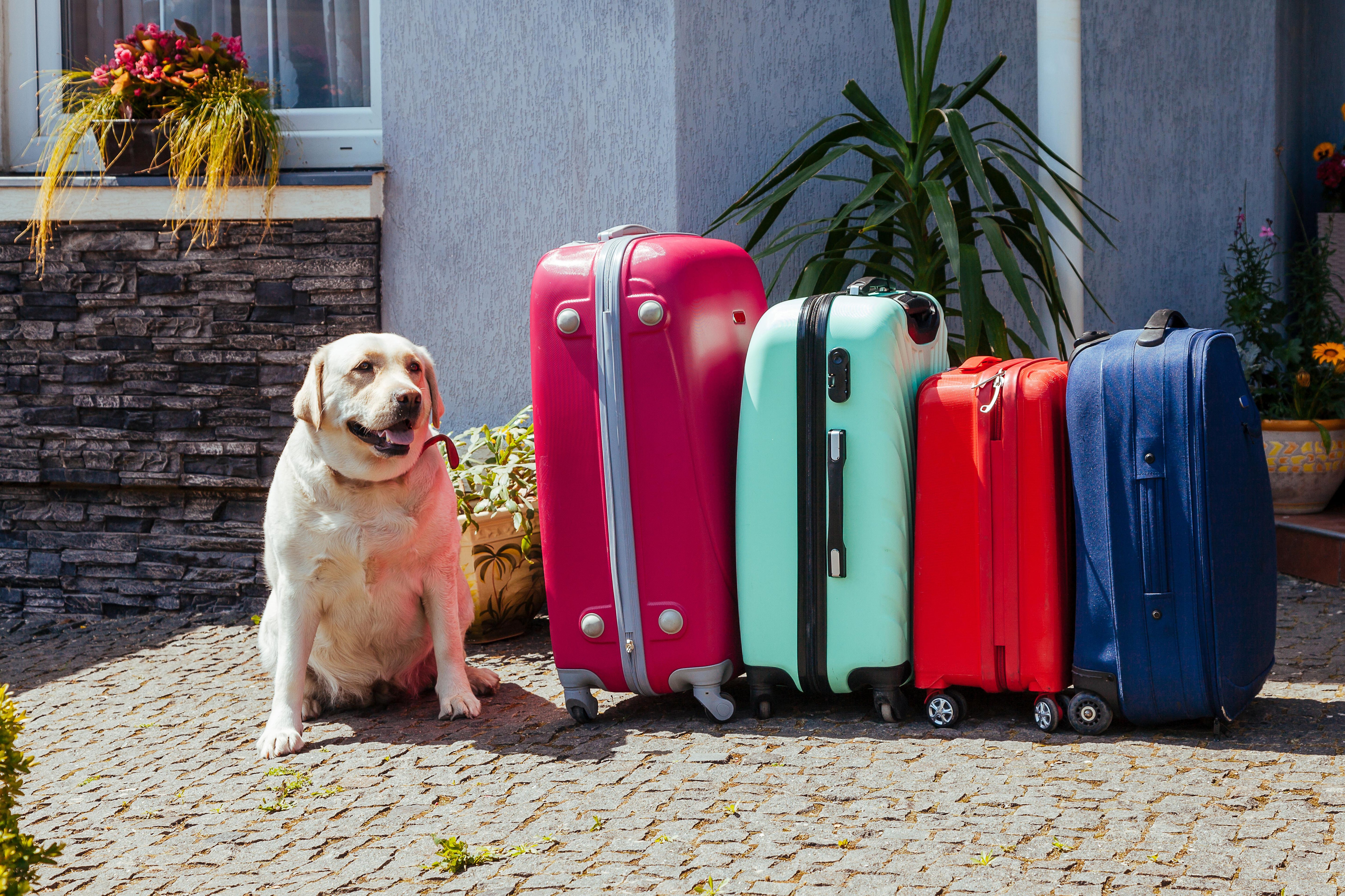 Dog Travel Anxiety: How To Avoid Stress on the Go