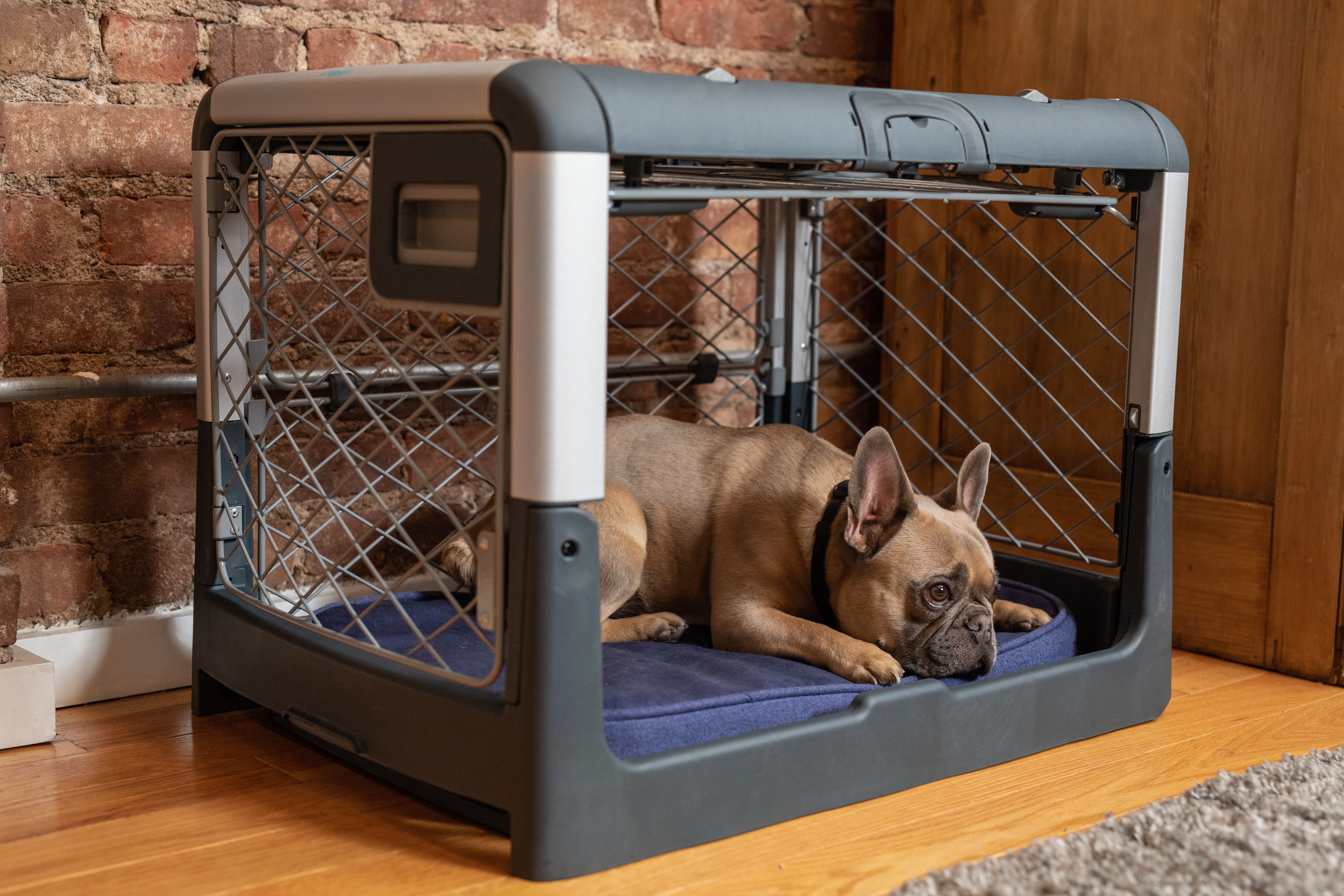 A dog lying on the  Snooz Pad inside the Revol Crate while the garage door is open.