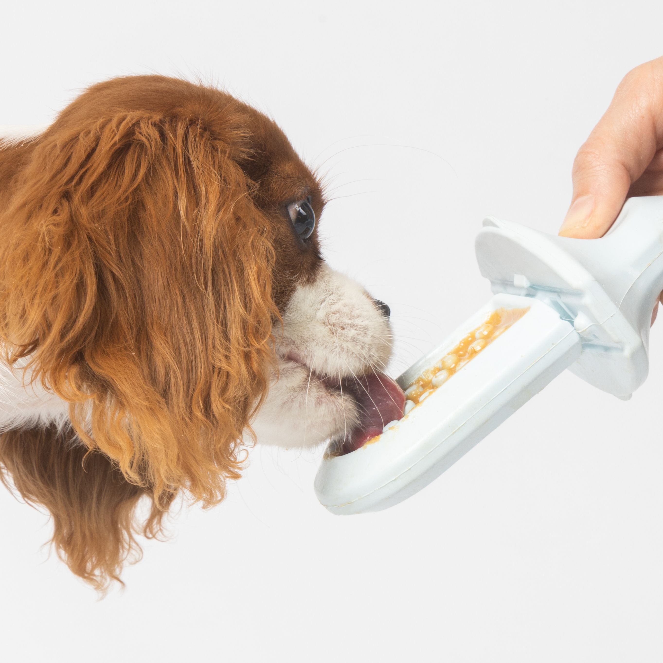 a brown and white dog licking an ice Groov Training Aid that a person is holding