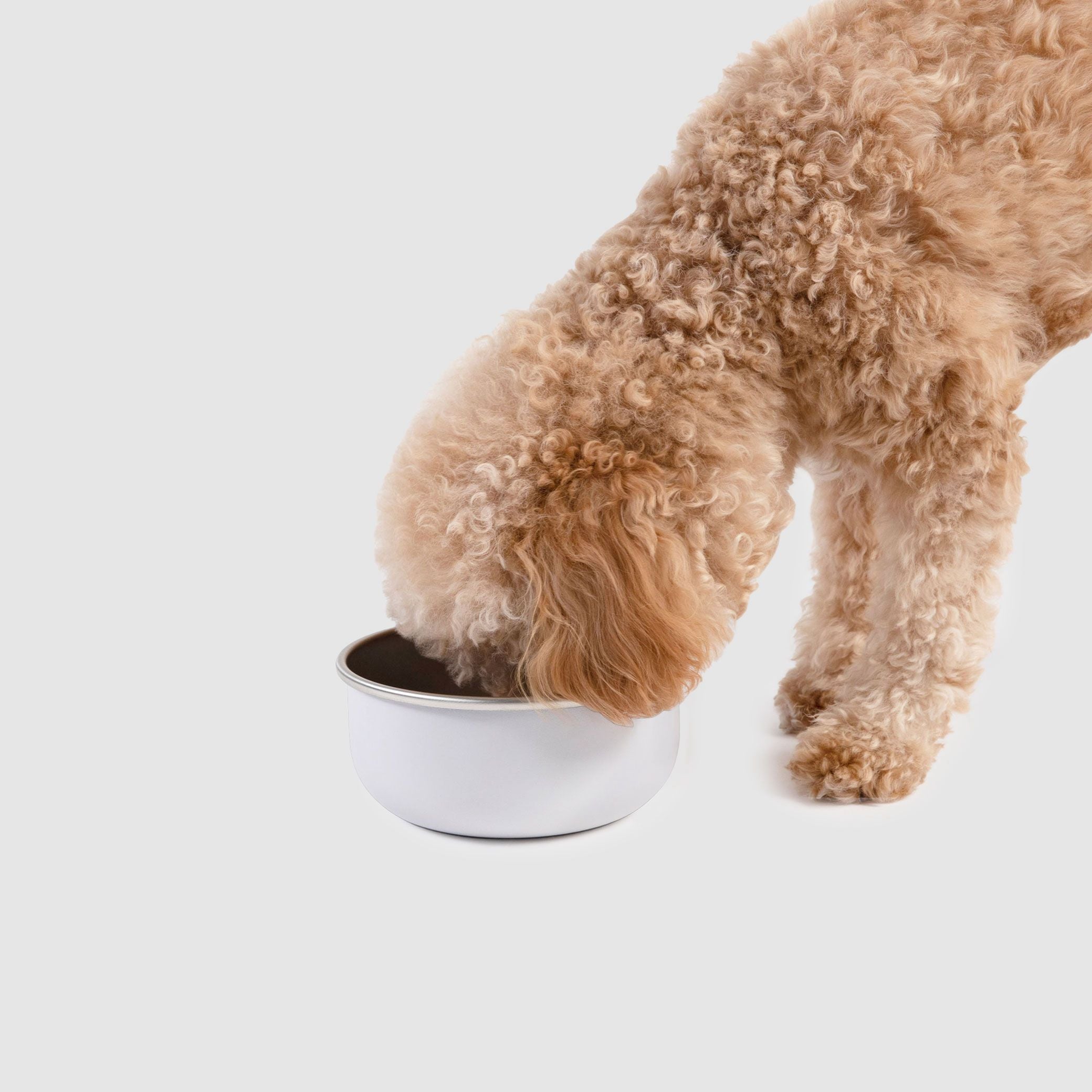 A brown dog eating out of a white bowl