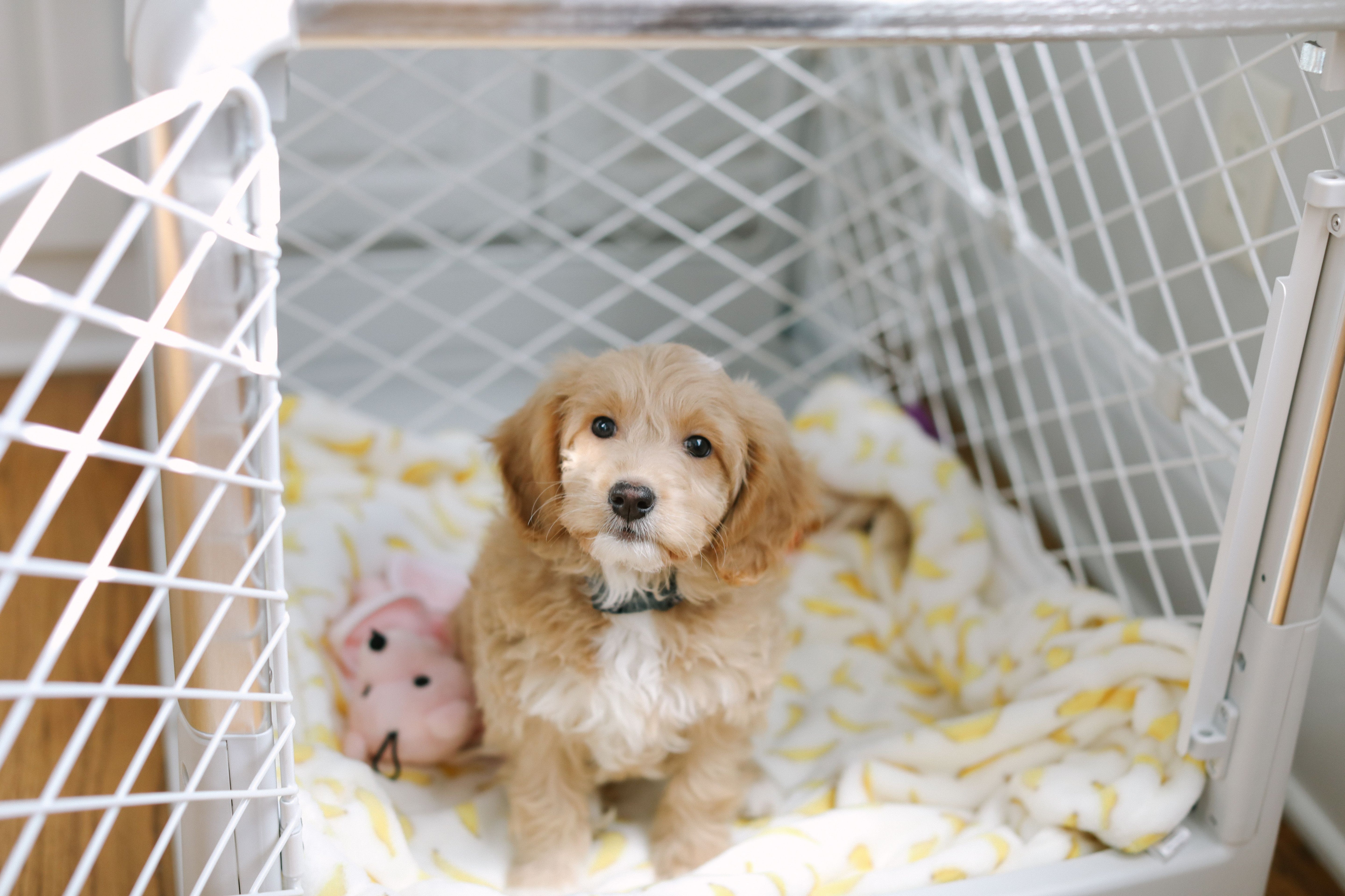 a small dog sitting in a crate with a stuffed animal