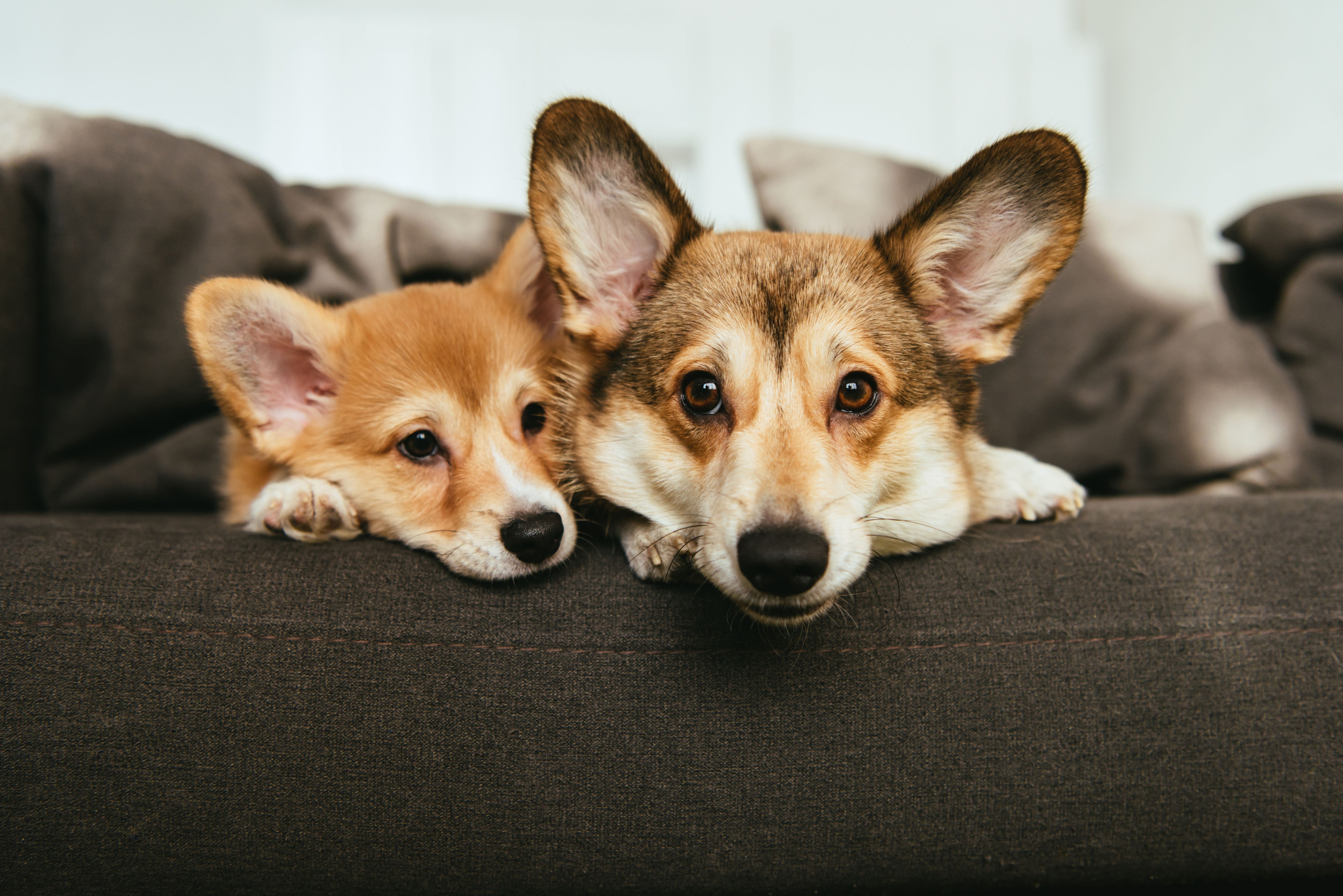 a couple of dogs laying on top of a couch