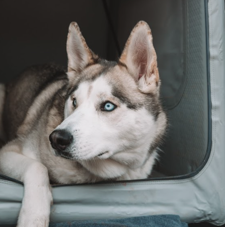close-up of a husky laying in an Enventur kennel
