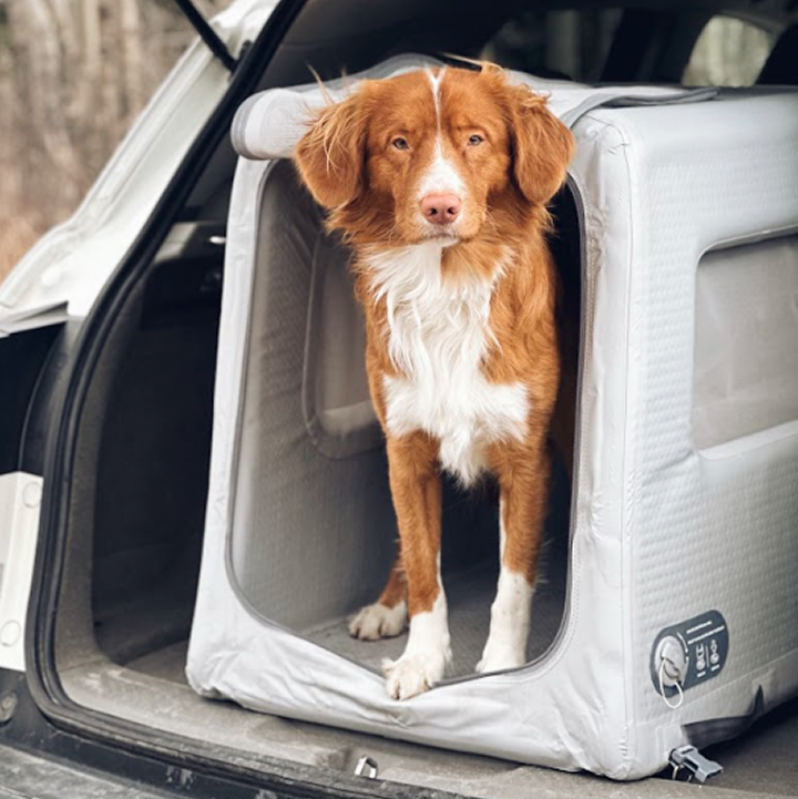 dog standing in an open Enventur kennel in the trunk of a car
