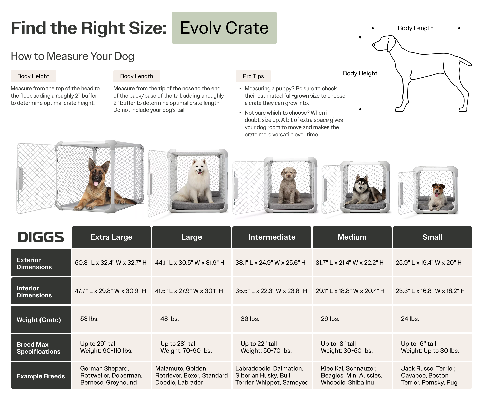 Size guide for Evolv dog crates showing crate dimensions, weight, and recommended breed sizes (Small to Extra Large). Includes instructions for measuring a dog’s body height and length for an optimal fit.