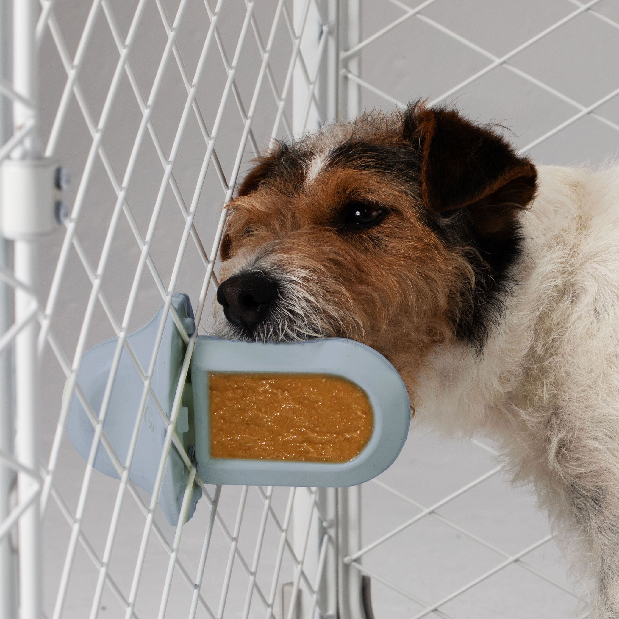 A dog licking a light blue Groov Training Aid attached to a white dog crate