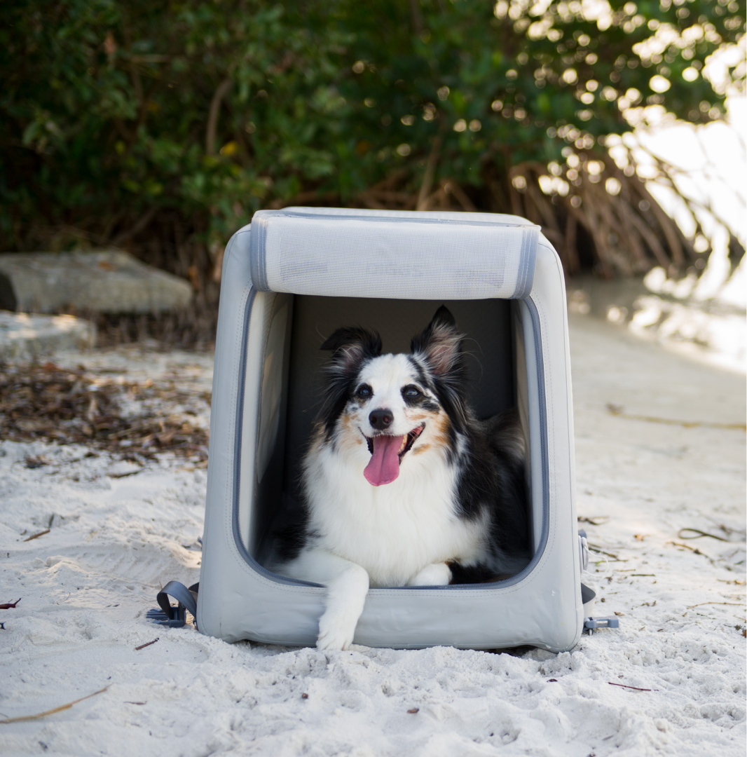 a dog sitting in an open Enventur kennel on the beach