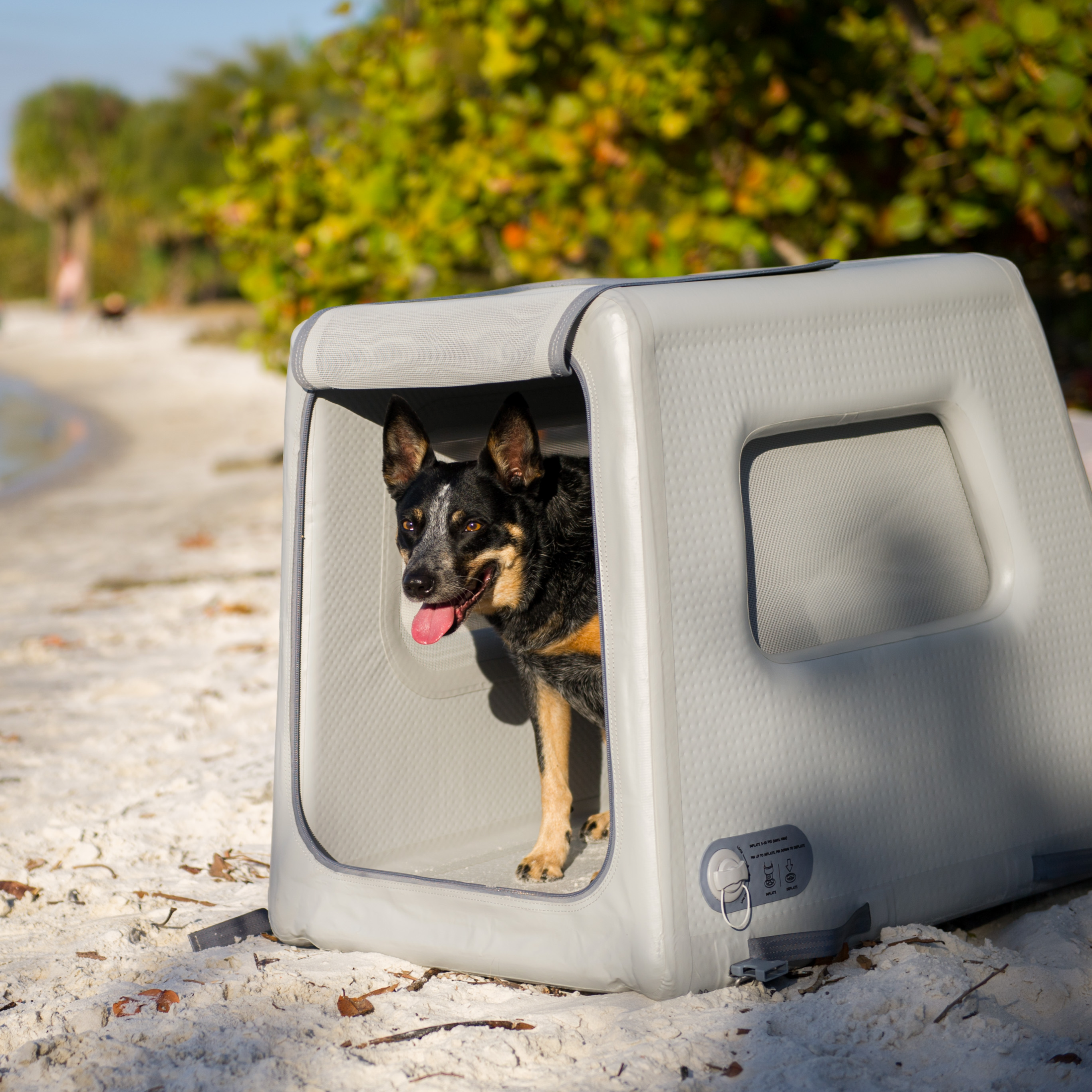 a dog is sitting in an open Enventur on the beach